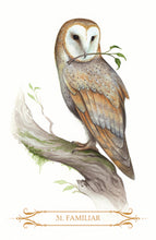 Load image into Gallery viewer, A Compendium of Witches Oracle