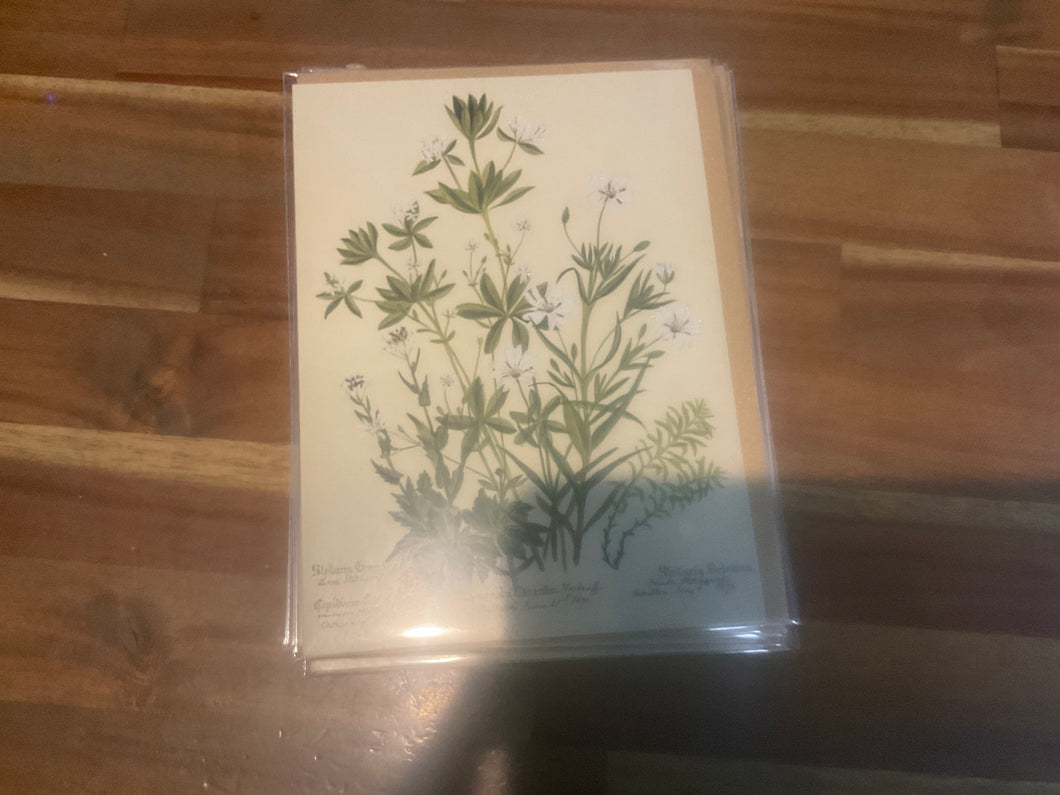 Charlotte Cowan Pearson: Stitchworts, Woodruff and …