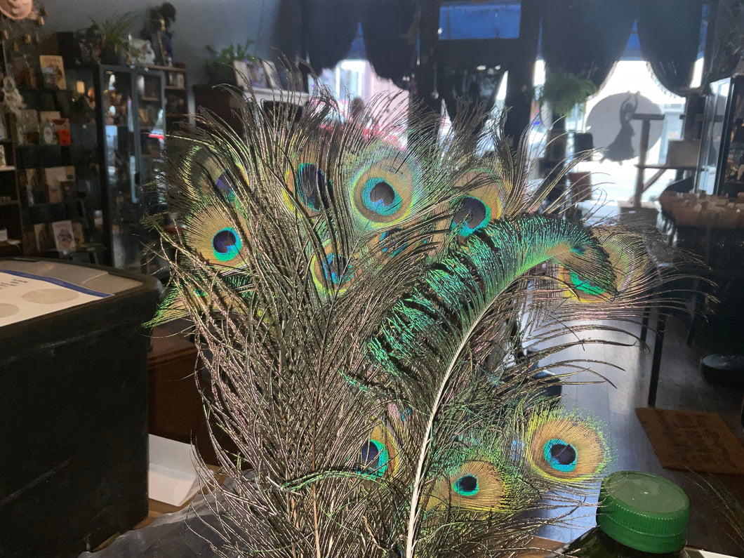 Peacock Feather