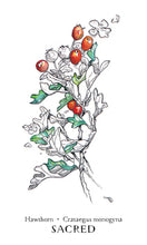 Load image into Gallery viewer, Hedgewitch Botanical Oracle
