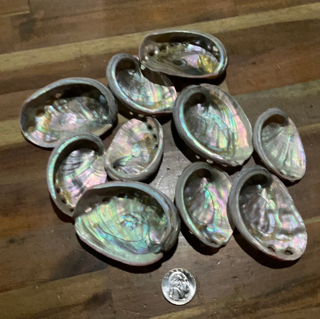 Abalone Shell Ex Small